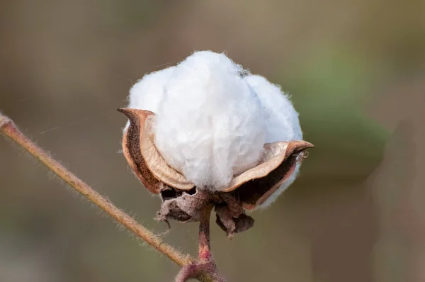 White boll of cotton on the branch