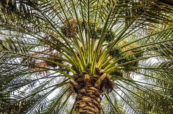 View of the dates tree in the desert