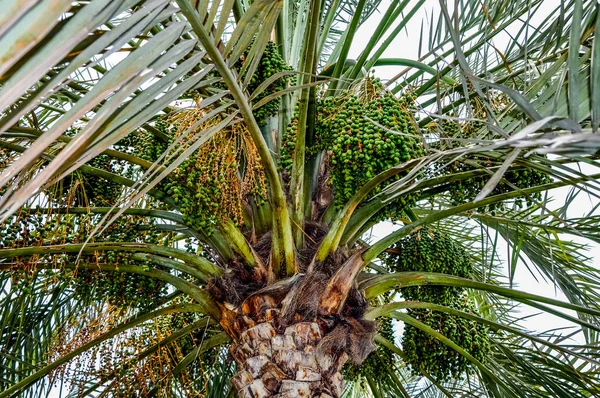 Dates tree in the desert