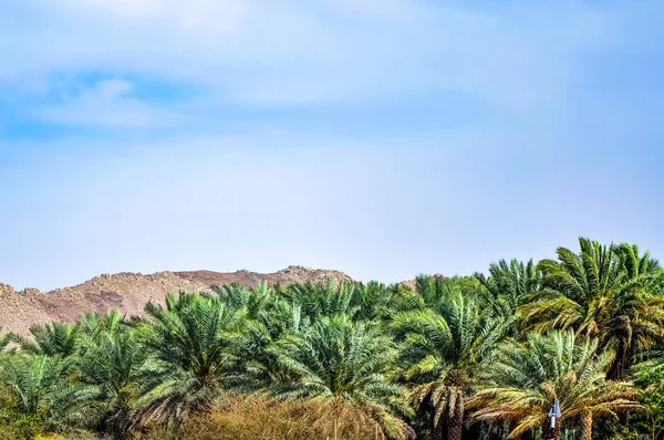 Une Oasis Dans Les Montagnes Mortes Oman — Photo