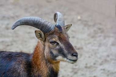 Erkek geyiğin portresi. 