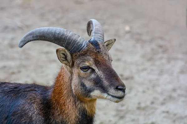 Ritratto Del Cervo Maschio — Foto Stock