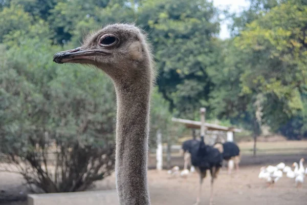 Porträt Des Straußes — Stockfoto