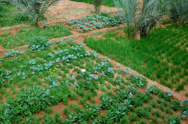 Agricultura Tradicional Deserto Saara — Fotografia de Stock
