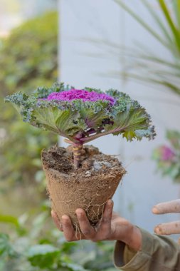 Elinde bitki tutan bir adam