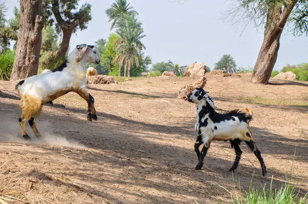 Cabras Lutando Deserto — Fotografia de Stock