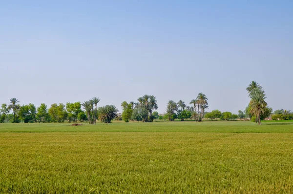 淡い緑の小麦の作物と砂漠の木の日付 — ストック写真