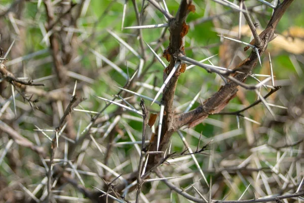 Espinas Afiladas Árbol Acacia — Foto de Stock