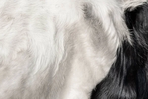 Fluffy hair pattern of fur