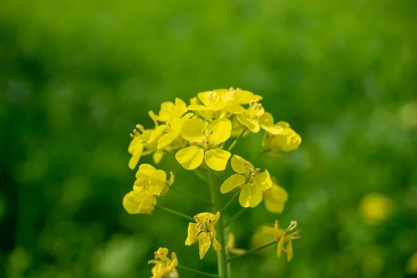 緑の背景にマスタードの花 — ストック写真