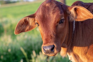 Tarladaki kahverengi Jersey buzağının portresi. 