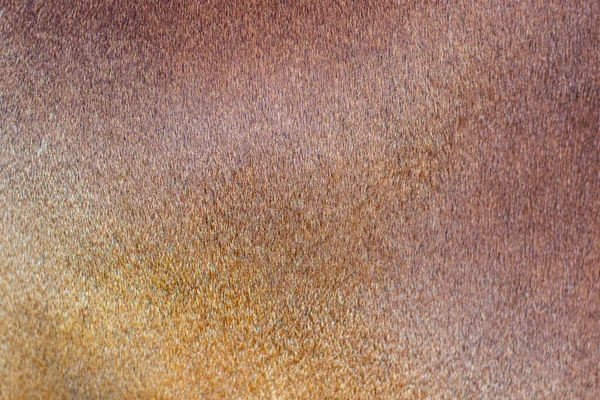 牛皮的褐色质感 — 图库照片
