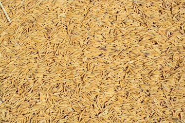 Çeltik pilavının altın rengi.