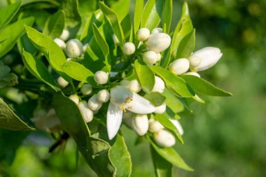 Bir portakal ağacının dalının çiçekleri