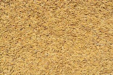 Çeltik tohumlarının altın dokusu 