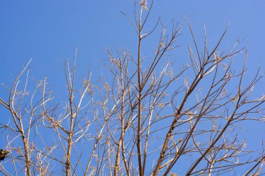 Bahar zamanı Neem Ağacı 'nın yeni tomurcukları 