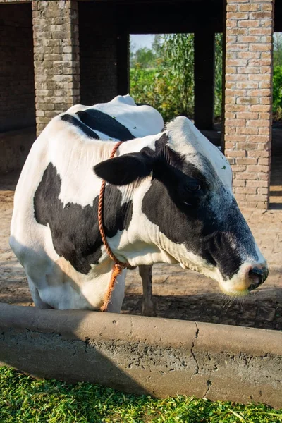 A cow in the village farm