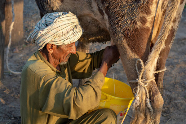 April 10, 2020 - Jhang, Punjab, Pakistan: A farmer is milking the during evening time 