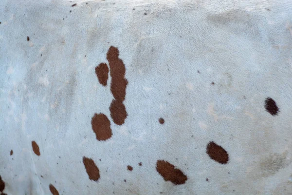 Pattern of the cow skin