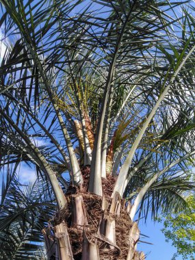 Ortadoğu 'da bir hurma ağacının yakınında. 