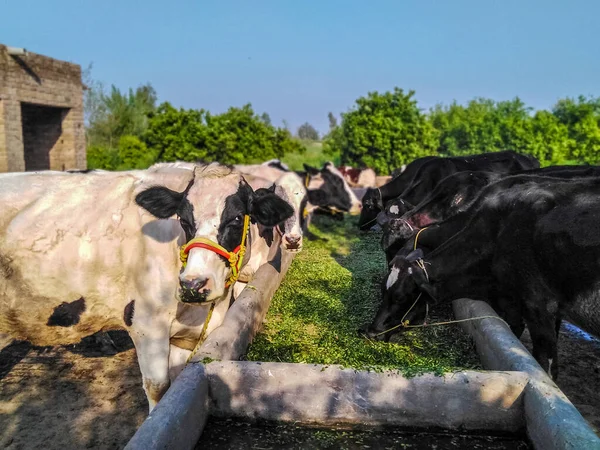 Cows Open Farm — Stock Photo, Image