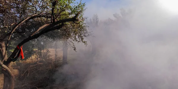 Опасные Облака Дыма Вокруг Деревьев — стоковое фото