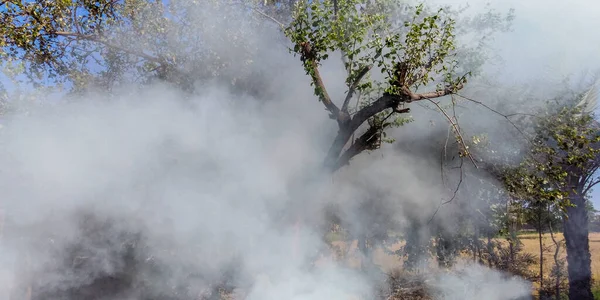 Дерево Ядовитом Дыме — стоковое фото