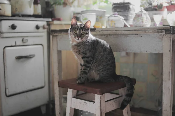 Cat 's kitchen — стоковое фото