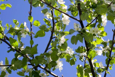 Elma ağacı çiçek ve gökyüzü
