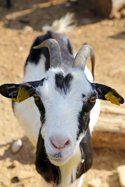 Billy Goat portré Umbria - Olaszország — Stock Fotó