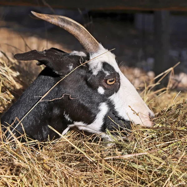 ウンブリア州 - イタリアのビリーのヤギの肖像画 — ストック写真