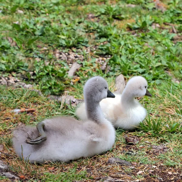 Cisne real cachorros na Úmbria - Itália — Fotografia de Stock