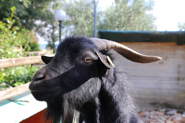 ウンブリア州 - イタリアのビリーのヤギの肖像画 — ストック写真