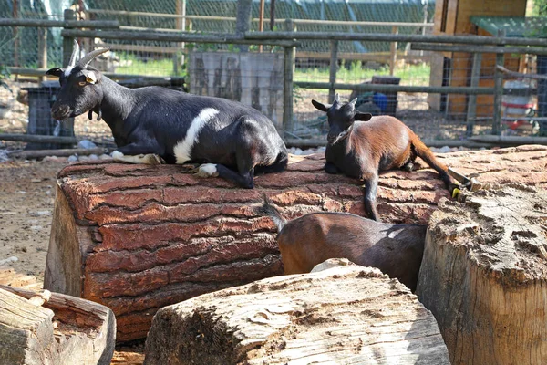 Grup keçi Umbria - İtalya