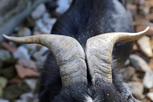 Close up of goat horn — Stock Photo, Image