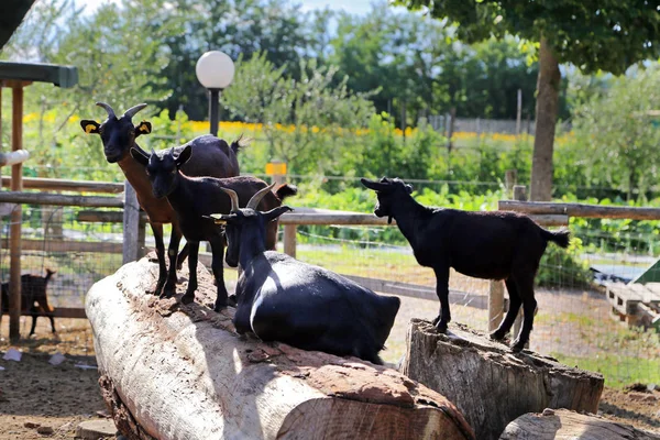 Группа коз в Умбрии - Италия — стоковое фото