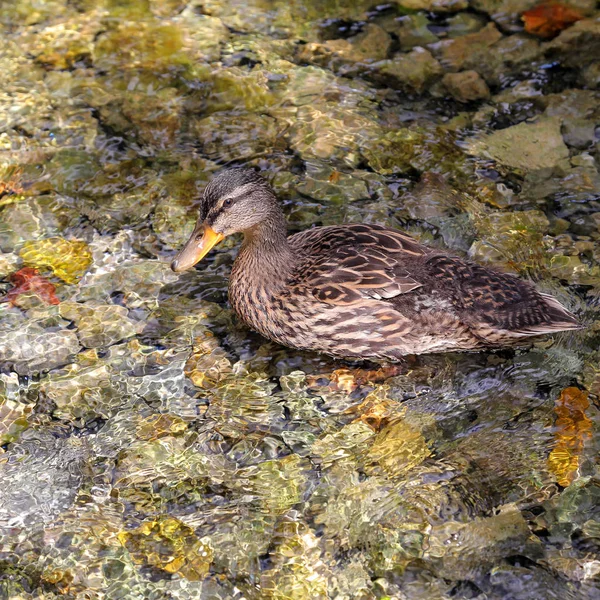 Pato nas Fontes de Clitunno na Úmbria - Itália — Fotografia de Stock