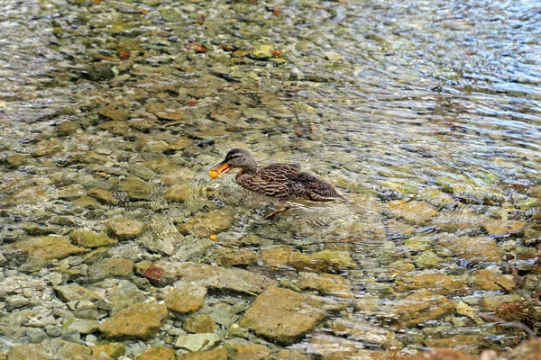 Pato nas Fontes de Clitunno na Úmbria - Itália — Fotografia de Stock