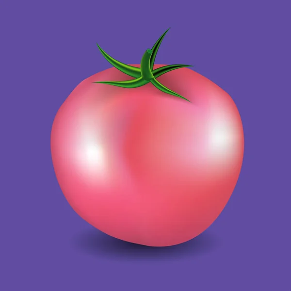 Tomate y rebanada aislados en blanco foto-realista ilustración vectorial — Archivo Imágenes Vectoriales