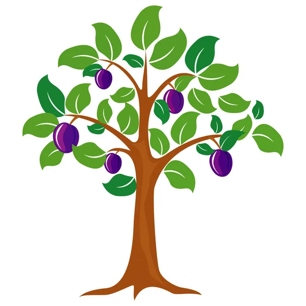 Ilustração do vetor da árvore da ameixa. Frutos de ameixa . — Vetor de Stock