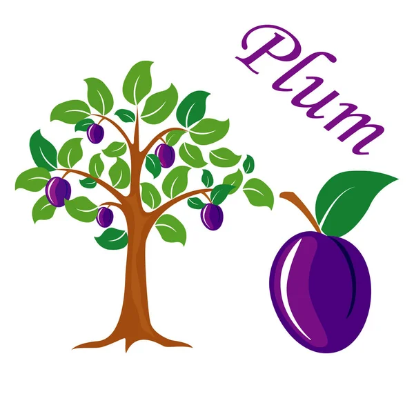 Εικονογράφηση διάνυσμα δέντρο δαμάσκηνο. Plum φρούτα. — Διανυσματικό Αρχείο