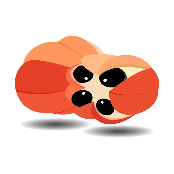 Ackee (Blighia sapida, akee). Illustration vectorielle dessinée à la main de la branche d'Ackee avec fruits, feuilles et graines sur fond blanc . — Image vectorielle