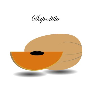 Sapodilla meyve vektör çizim