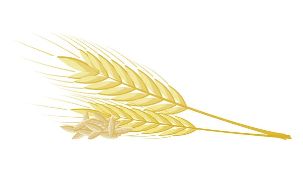 全粒粉や葉、黄色の小麦、ライ麦や大麦作物収穫シンボルや白い背景で隔離のアイコンと小麦、ライ麦や大麦の耳のベクトル束, — ストックベクタ