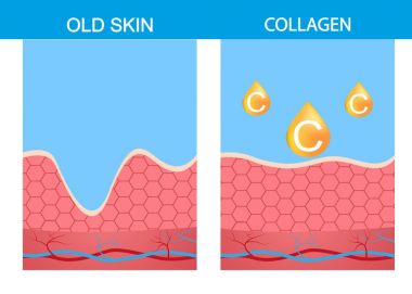 Kollajen, Cilt vektör deri, yapısı, yaş, yaşlanma, güzellik, vücut, Dermatoloji, epidermis