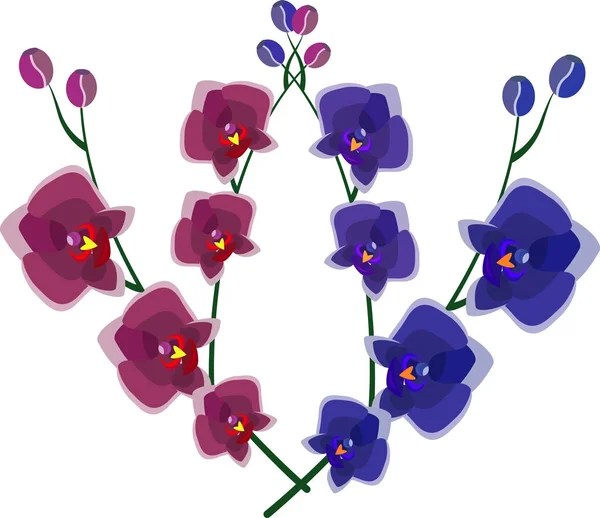 Nádherné květy orchidejí vícebarevné na bílém pozadí — Stockový vektor