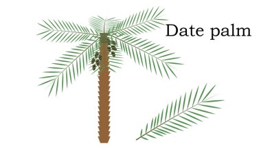 Hurma ağaçları vektör öğesi. vektör yeşil