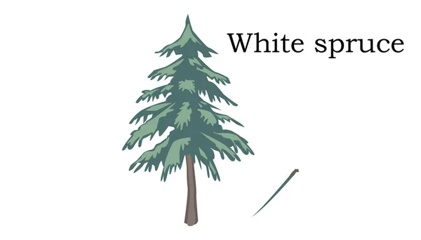 Árvores de abeto branco elemento vetorial — Vetor de Stock