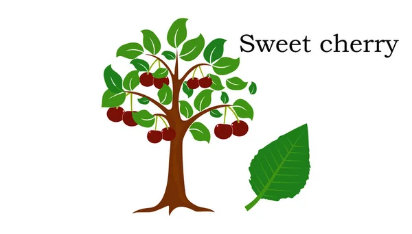 Sweet cherry träd vektorelement — Stock vektor