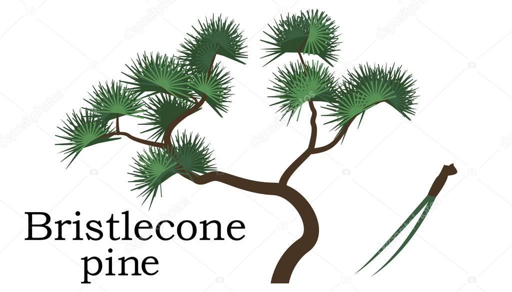 Bristlecone pine  Trees vector element. vector green